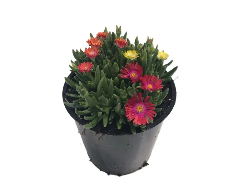 Fiore di mezzogiorno 