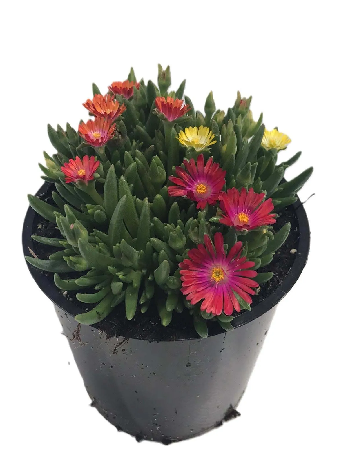 Fiore di mezzogiorno 